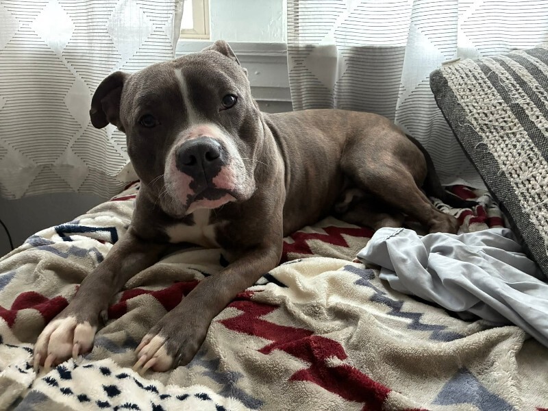 View Kramer the Dog Photo #4