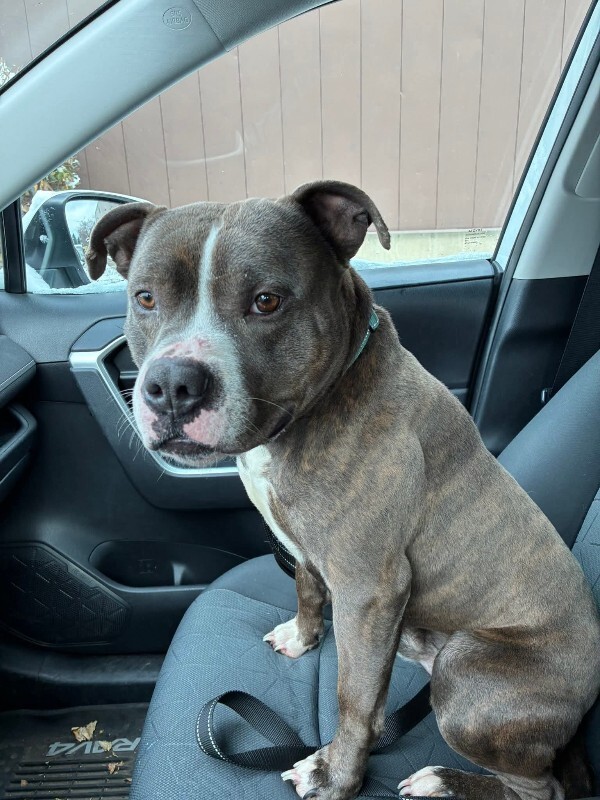 View Kramer the Dog Photo #3