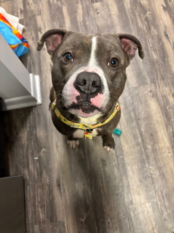 View Kramer the Dog Photo #6