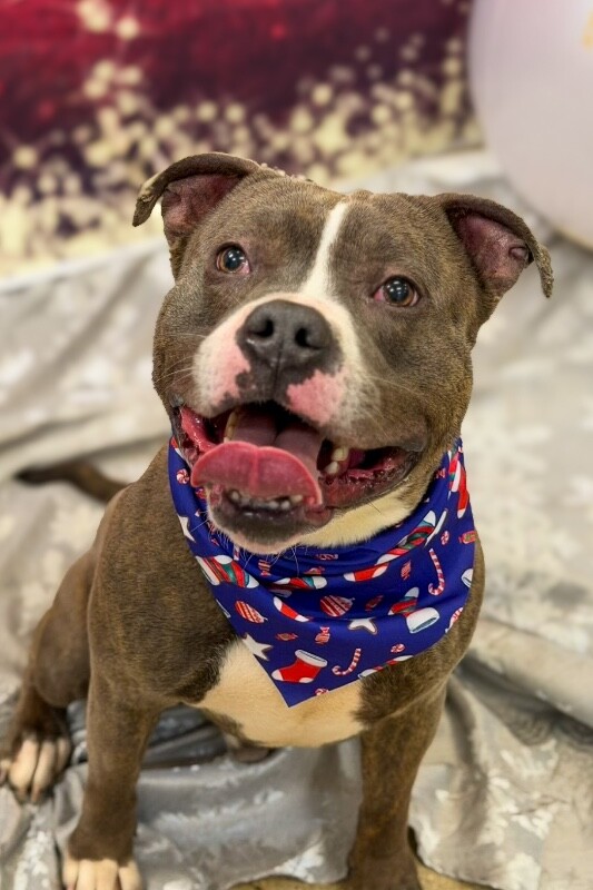 View Kramer the Dog Photo #7