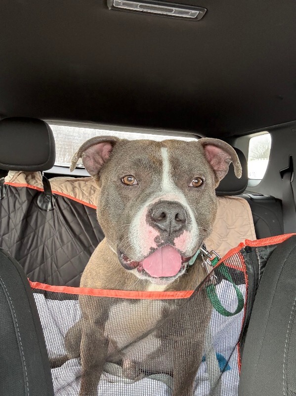 View Kramer the Dog Photo #9