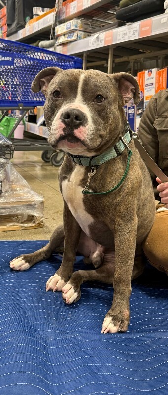 View Kramer the Dog Photo #11