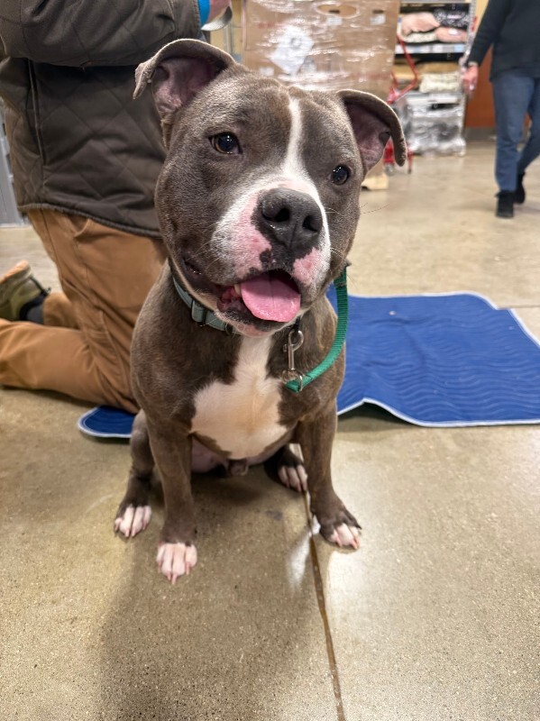 View Kramer the Dog Photo #8