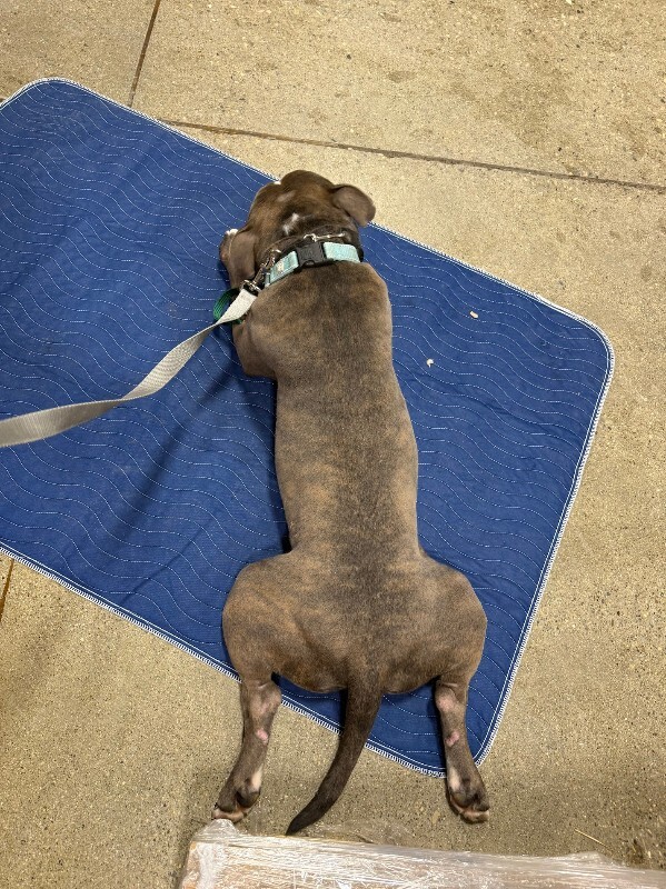 View Kramer the Dog Photo #10