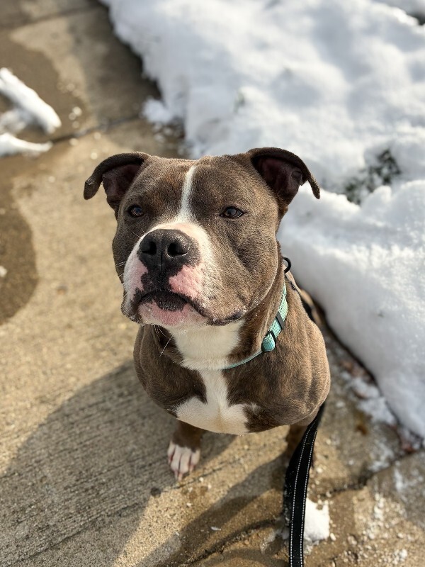 View Kramer the Dog Photo #5