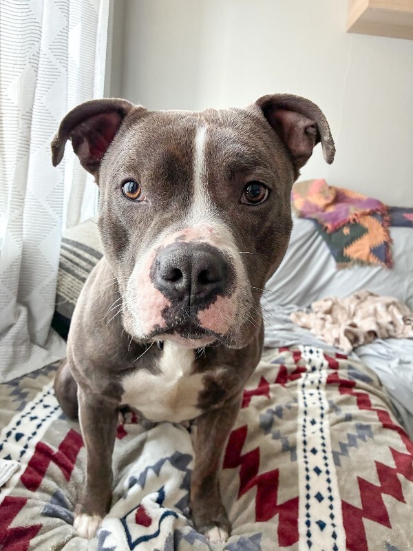 View Kramer the Dog Photo #2