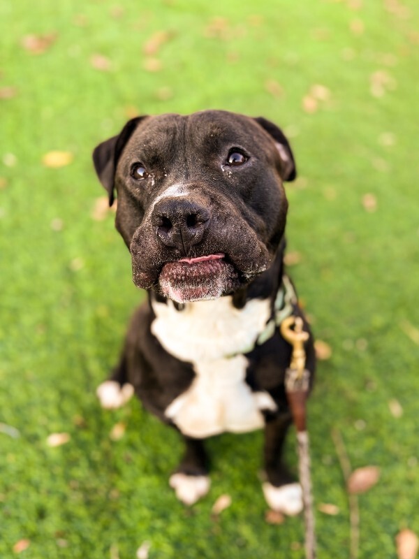 View Hockey the Dog Photo #2