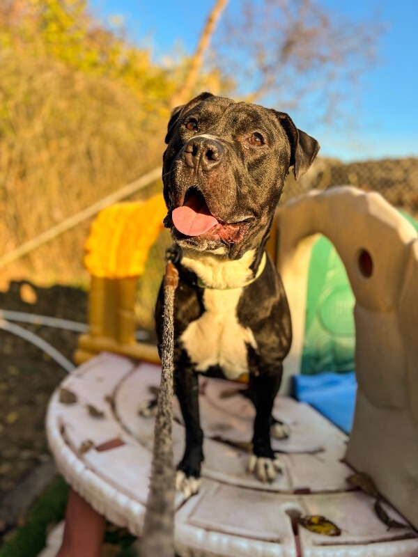 View Hockey the Dog Photo #3