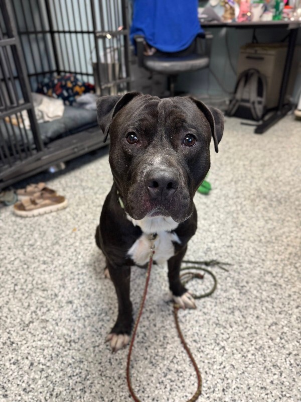 View Hockey the Dog Photo #4