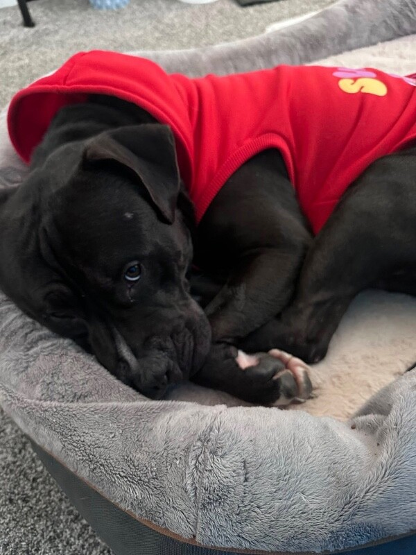 View Hockey the Dog Photo #7