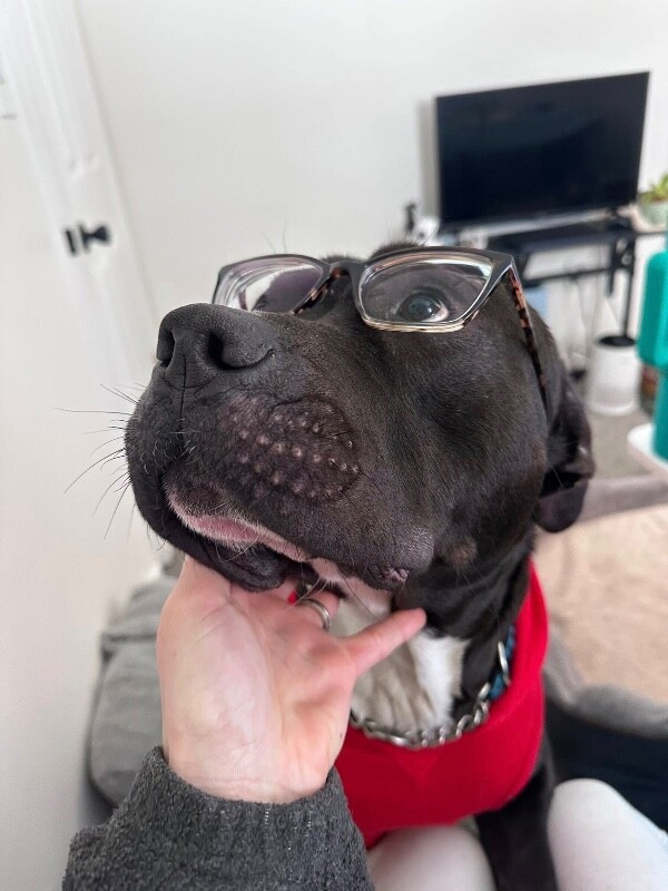 View Hockey the Dog Photo #6