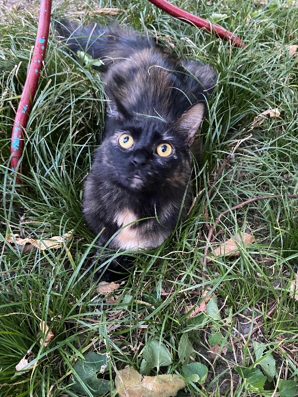 View Watson the Cat Photo #2