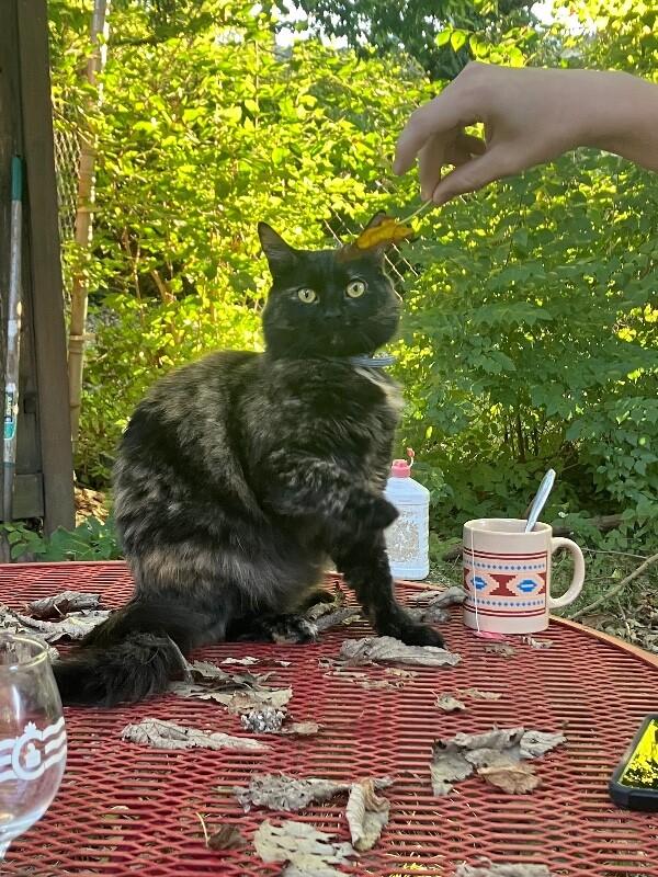 View Watson the Cat Photo #3