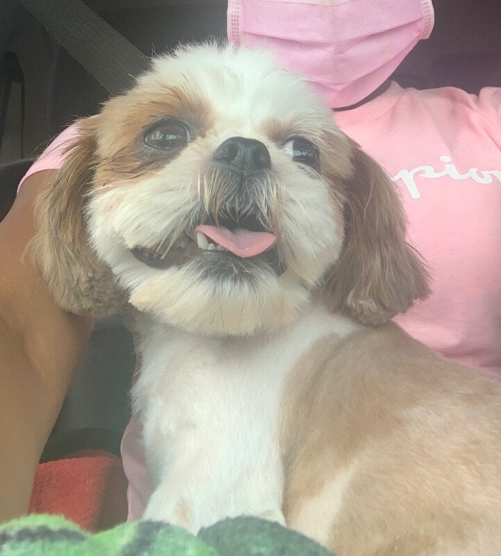 Learn More About this dog IMG 15971