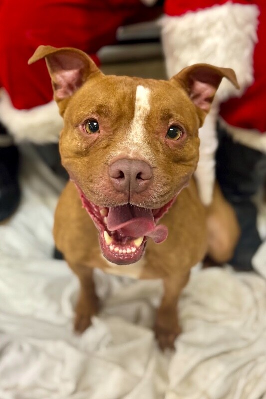 View Manzana the Dog Photo #4