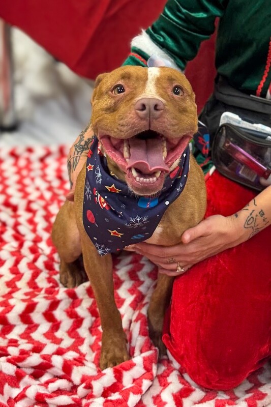 View Manzana the Dog Photo #2