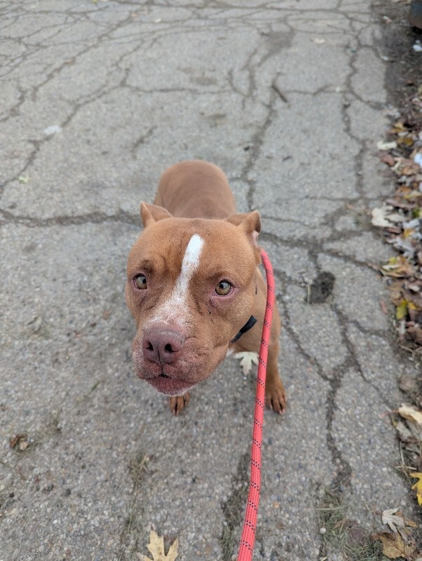 View Manzana the Dog Photo #7