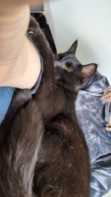 View Pumba the Cat Photo #3