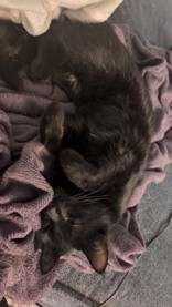 Learn More About this cat ef0900d2 6bf2 4958 9906 2335c2d18c39 tn1