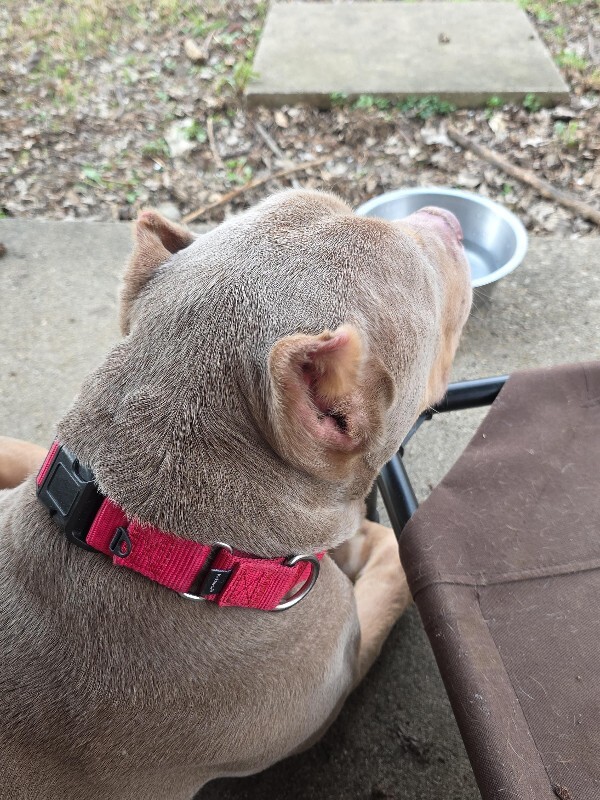 View Fuel the Dog Photo #15