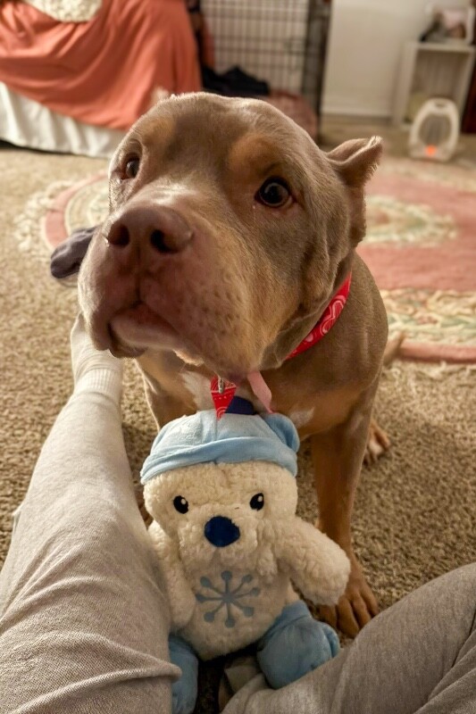 View Fuel the Dog Photo #7