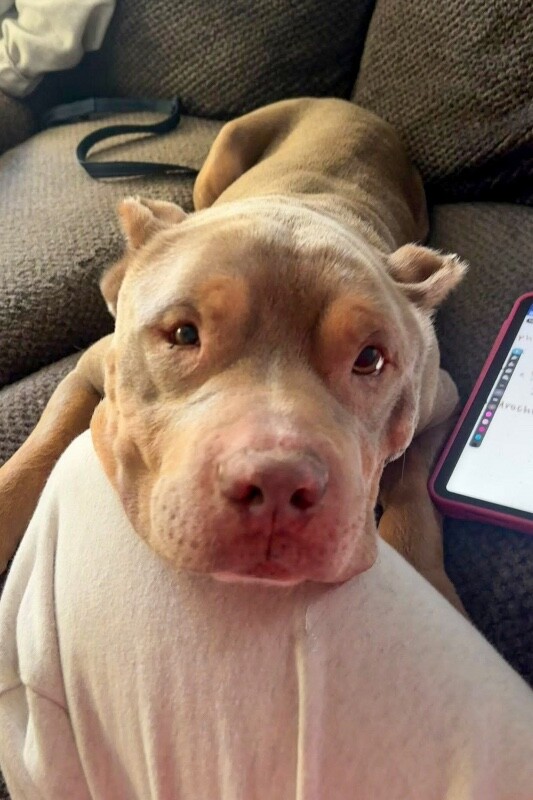 View Fuel the Dog Photo #6