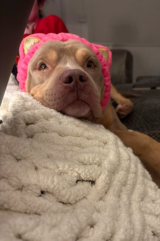 View Fuel the Dog Photo #3