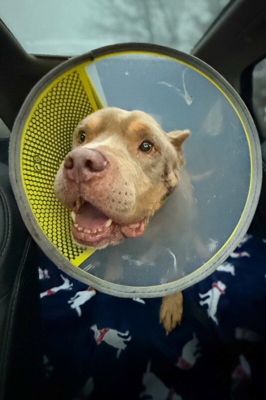 View Fuel the Dog Photo #10