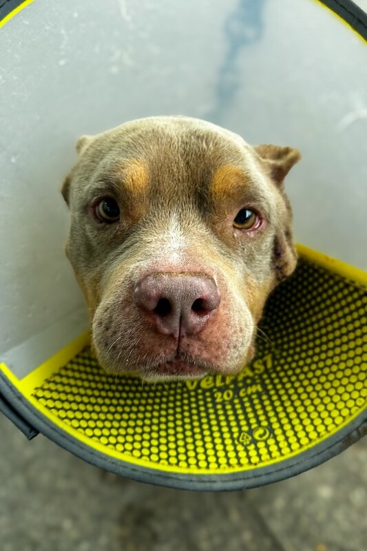 View Fuel the Dog Photo #9