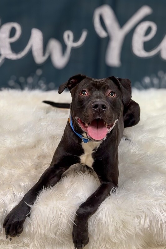 View Garbanzo the Dog Photo #4