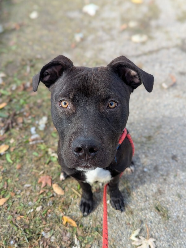 View Garbanzo the Dog Photo #5