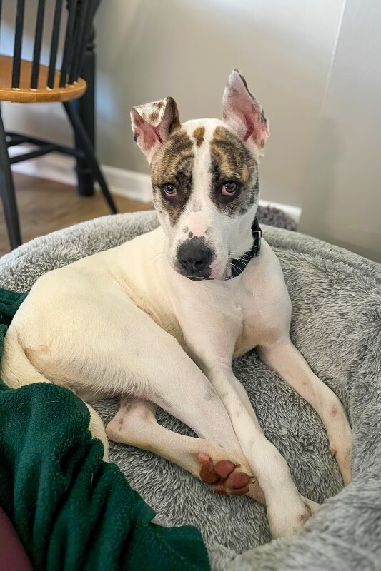 View Ray Of Sunshine the Dog Photo #6