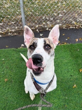 View Ray Of Sunshine the Dog Photo #11