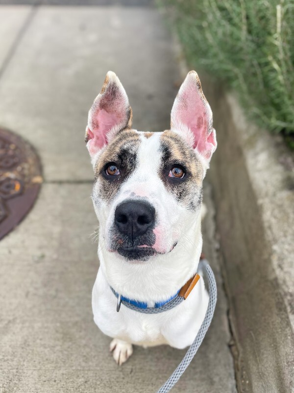 View Ray Of Sunshine the Dog Photo #5