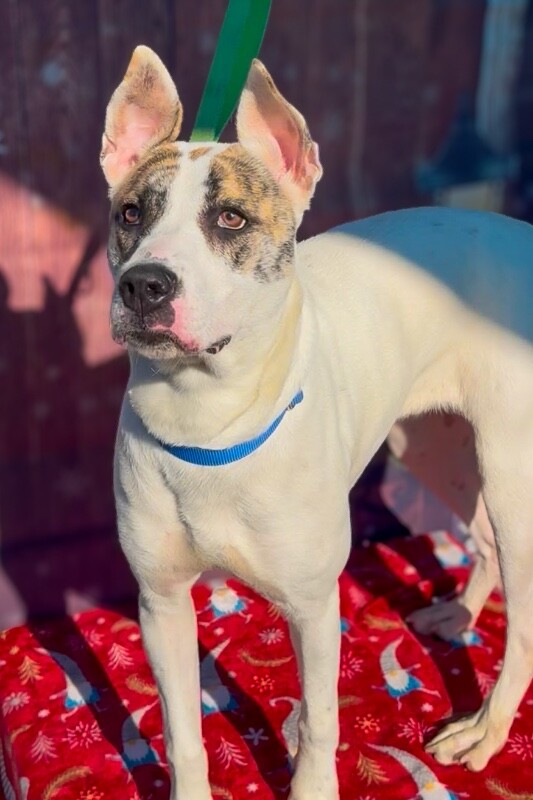 View Ray Of Sunshine the Dog Photo #10