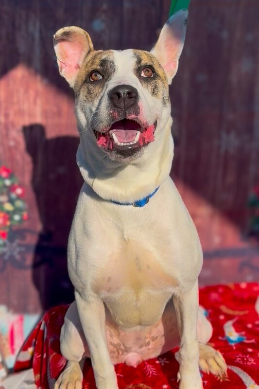 View Ray Of Sunshine the Dog Photo #7