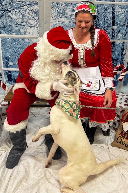 View Ray Of Sunshine the Dog Photo #8