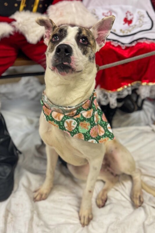 View Ray Of Sunshine the Dog Photo #9