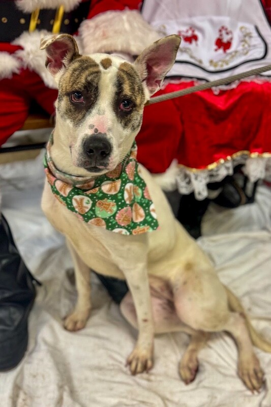 View Ray Of Sunshine the Dog Photo #13