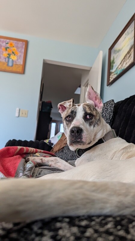 View Ray Of Sunshine the Dog Photo #14