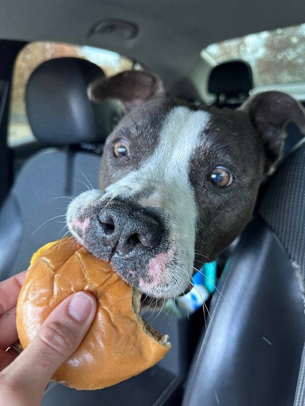 View Sosa Grayson the Dog Photo #5