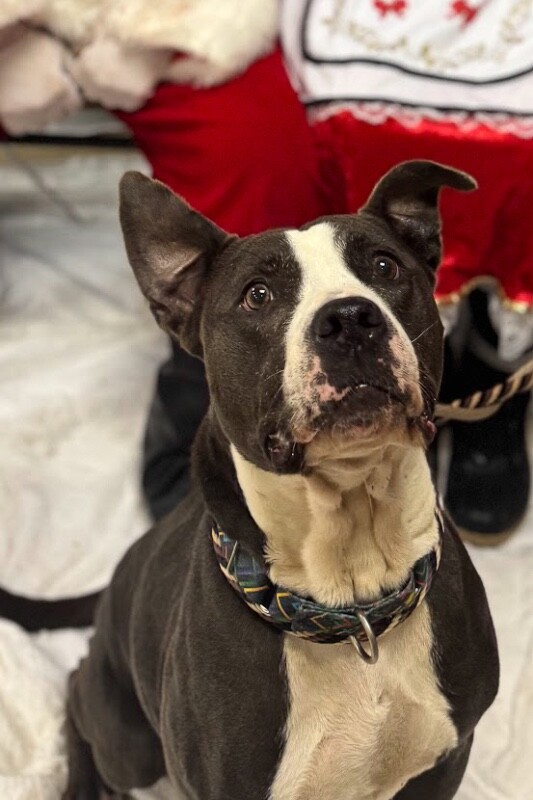 View Sosa Grayson the Dog Photo #8