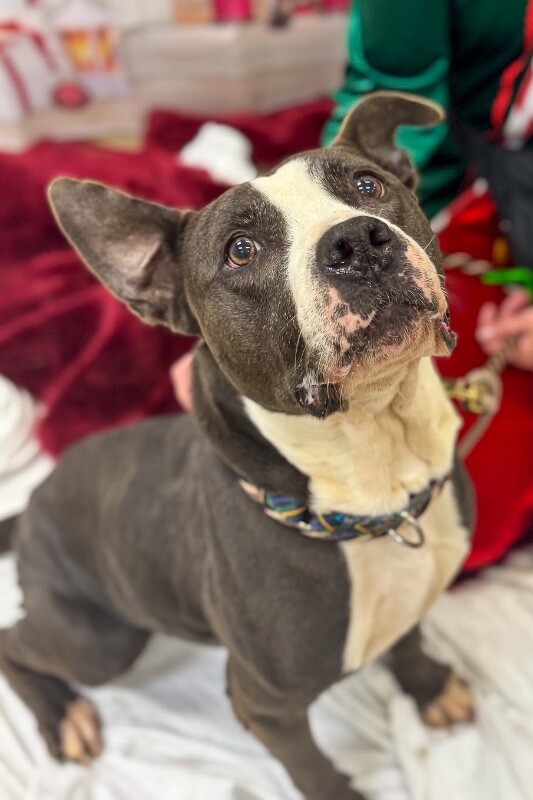 View Sosa Grayson the Dog Photo #9