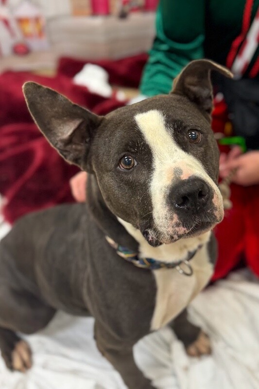 View Sosa Grayson the Dog Photo #3