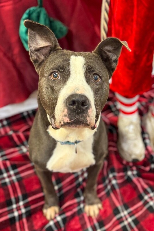 View Sosa Grayson the Dog Photo #2