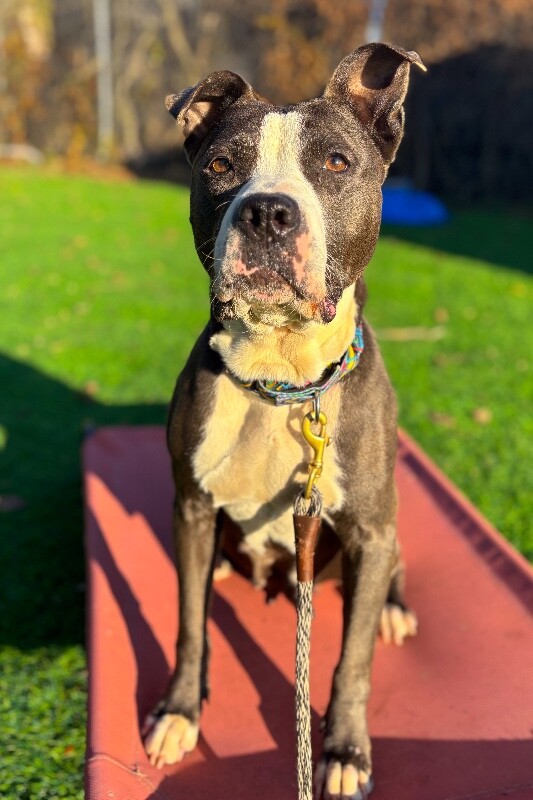 View Sosa Grayson the Dog Photo #4