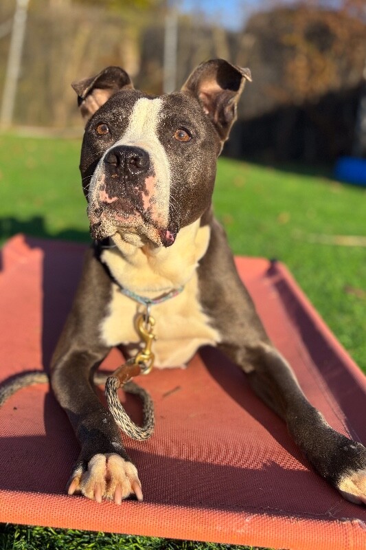 View Sosa Grayson the Dog Photo #6