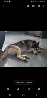 Learn More About this dog cb1e5e08 7844 4f18 ad69 ab84e07e8df7 tn1