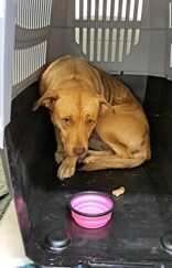 Learn More About this dog b7f14e46 a0e8 4f67 b055 8c2e18997364 tn1