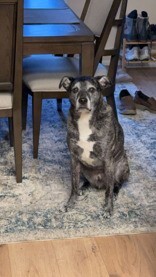 Learn More About this dog 29625e2c 0251 4f51 af05 34fb0e428b17 tn1